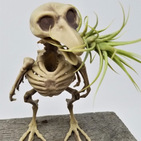 Home Grown Air Plant in a Skeleton Bird Super Cool - Picture 8 of 8